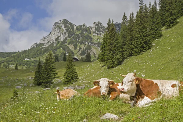 Arka planda Ruchenkoepfe ile inek