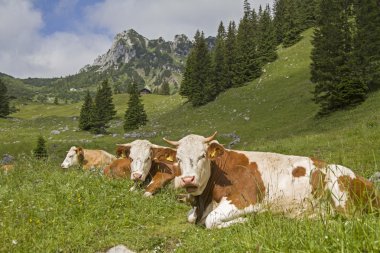 Arka planda Ruchenkoepfe ile inek