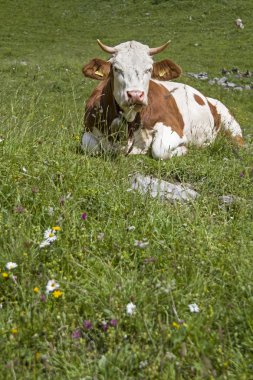 Dağ çayırındaki inek