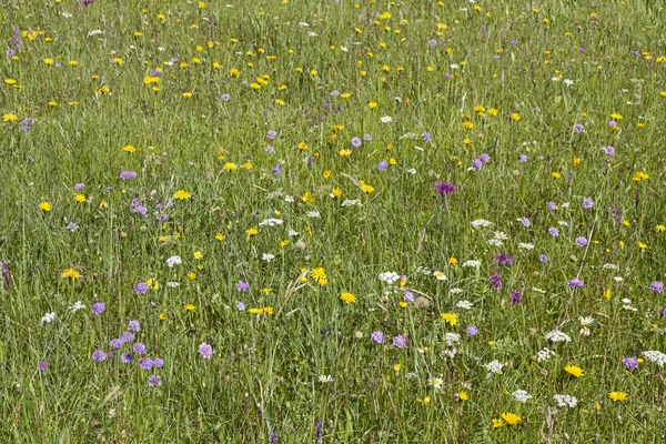 Sommerwiese in den Ammergauer Alpen — Stockfoto