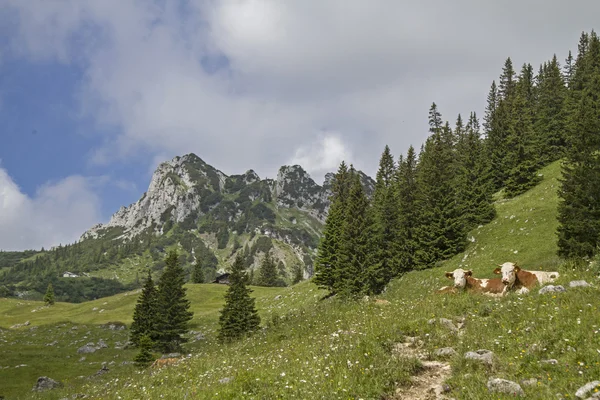 Vaches avec Ruchenkoepfe en arrière-plan — Photo