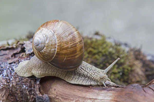 Snail on a  tree trunk — Stock Photo, Image