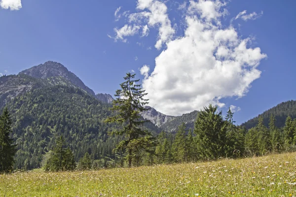 Bloemen weide in Tirol — Stockfoto