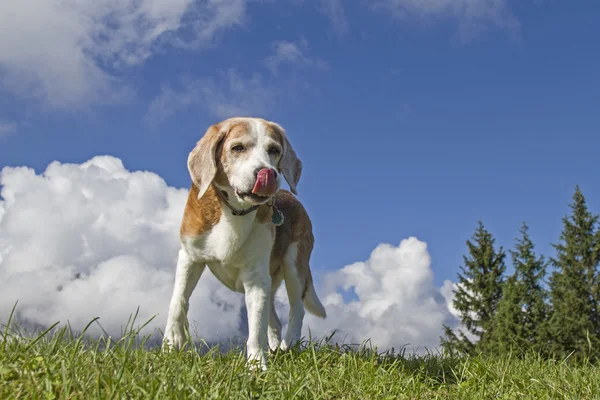 Beagle hiking in the mountains — Stock Photo, Image