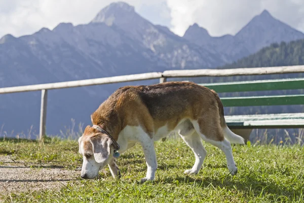 Beagle wandern in den Bergen — Stockfoto