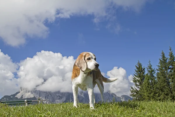 Beagle dağlarda hiking — Stok fotoğraf