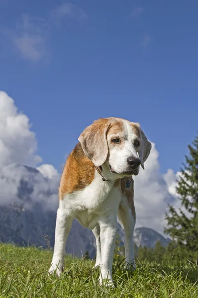 Beagle hiking in the mountains — Stock Photo, Image