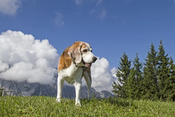 Beagle dağlarda hiking — Stok fotoğraf