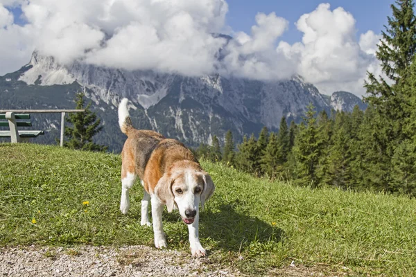 Beagle dağlarda hiking — Stok fotoğraf