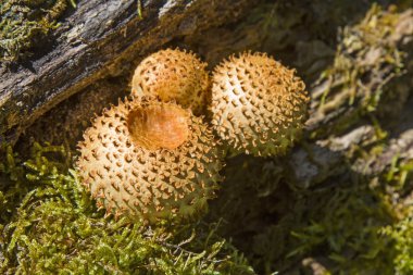 Eski ahşap gövdede Pholiota