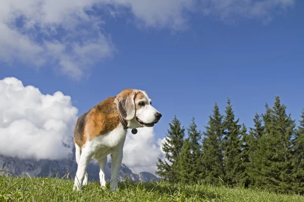 Beagle, Turistika v horách — Stock fotografie