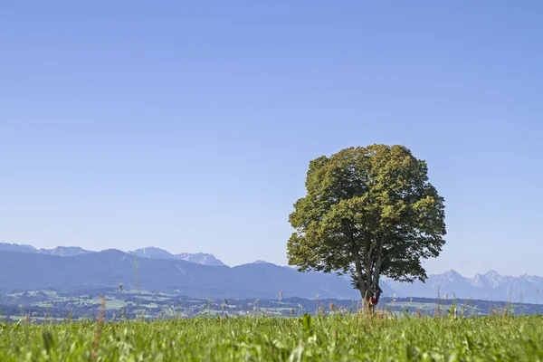 Árvore caduca com paisagem montanhosa — Fotografia de Stock