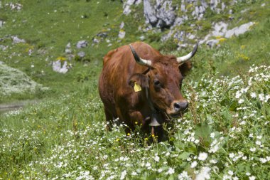 otlar üzerinde inek