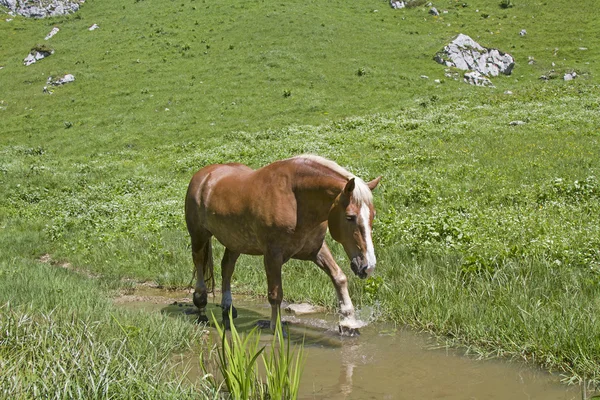 Haflinger konia w brook — Zdjęcie stockowe