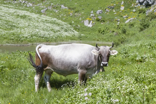 cow in an alpine meadow