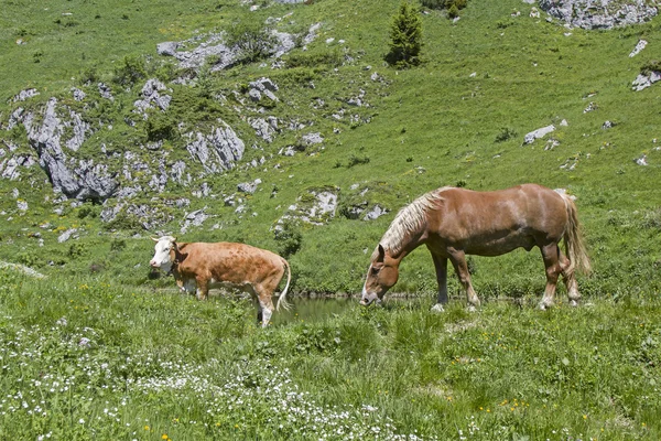 Horse and cow in an alpine meadow — Stock Photo, Image