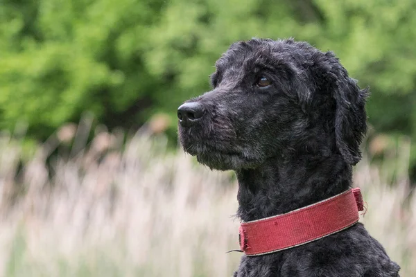 Tête Caniche Roi Également Connu Comme Caniche Standard — Photo