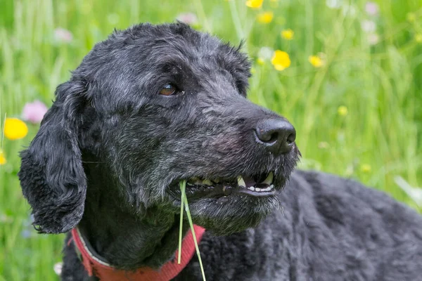 Tête Caniche Roi Également Connu Comme Caniche Standard — Photo