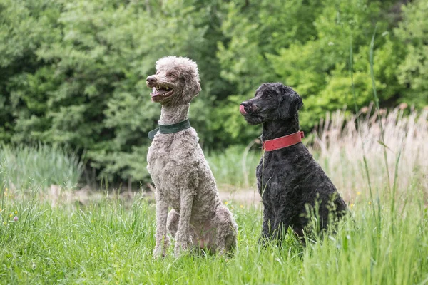 Königspudel Spaziert Mit Seinem Hundefreund Durch Die Natur — Stockfoto