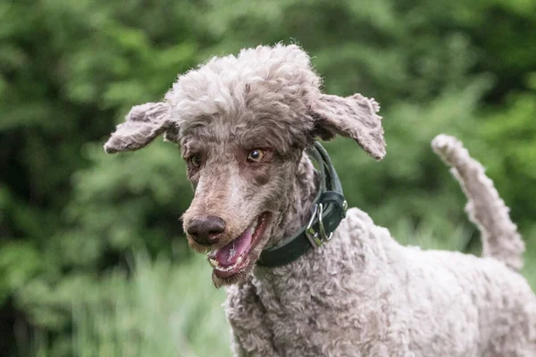 Tête Caniche Roi Également Connu Comme Caniche Standard — Photo