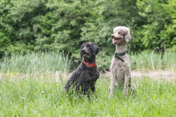 Roi Caniche Promenades Dans Nature Avec Son Ami Chien — Photo