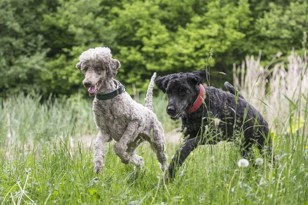 King Poodle Walks Nature His Dog Friend — Stock Photo, Image