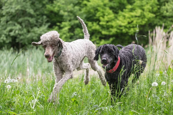 King Poodle Walks Nature His Dog Friend — Stock Photo, Image