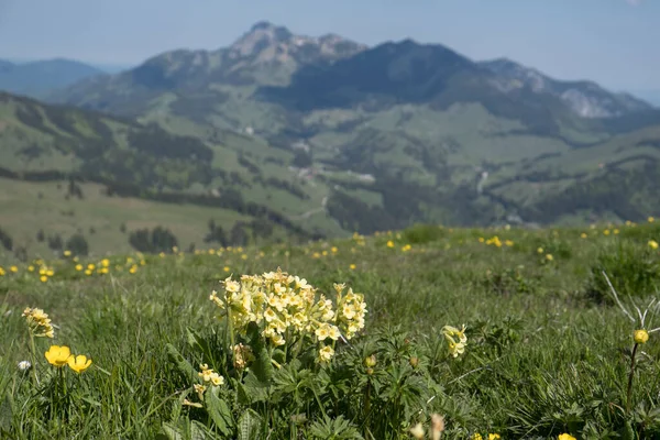 在上巴伐利亚的万古瀑布山脉的一个阳光灿烂的山地草地上 真正的牛仔滑行 — 图库照片