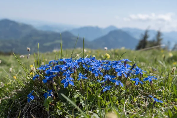 Frühling Enzian Auf Einer Sonnigen Bergwiese — Stockfoto