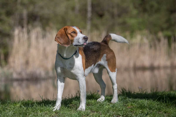 Beagle Lors Une Séance Photo Petit Étang Lande Idyllique — Photo