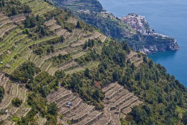 Manarola
