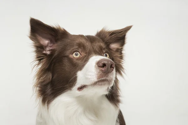 Bordercollie. —  Fotos de Stock