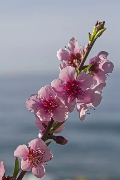 Kvetoucí mandlová větev — Stock fotografie