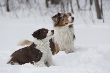 Karda iki köpek