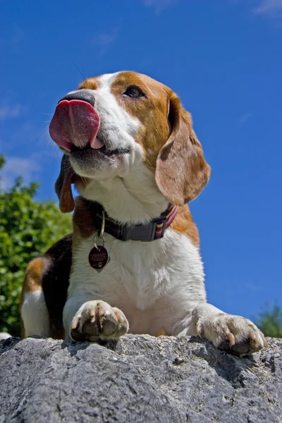 Beagle — Stockfoto