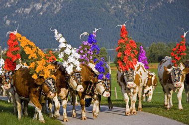 cattle drive clipart