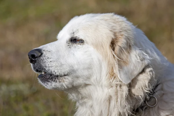 Pireneler dağ köpeği — Stok fotoğraf