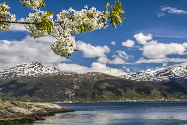 Primavera em Norway — Fotografia de Stock