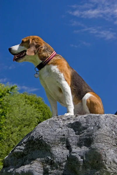 Beagle — Stock Photo, Image