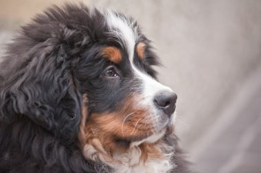 Bernese dağ köpeği