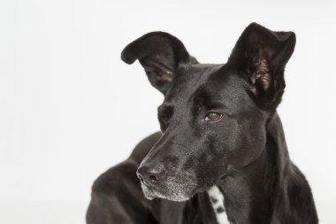 köpek portre