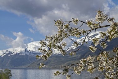 Meyve ağacı çiçeği Norveç'te