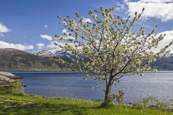 Frühling in Norwegen — Stockfoto