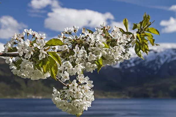 Весна в Норвегії — стокове фото