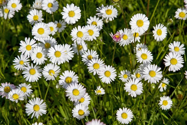 Daisy ängsmark — Stockfoto