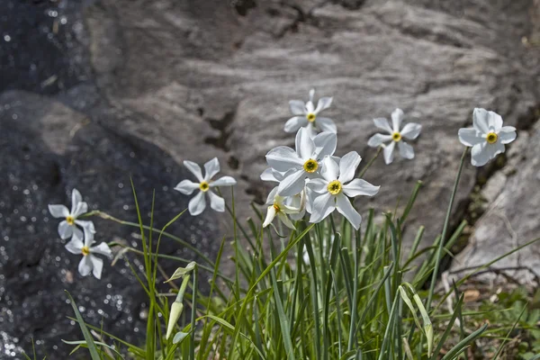 Narziss radiiflorus — Stockfoto