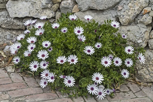 Margerite di Bornholm — Foto Stock