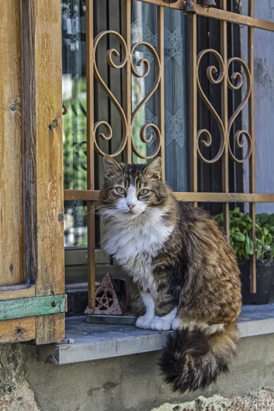 Kočka s oknem — Stock fotografie