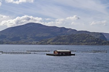 Fiyorttaki balık çiftliği