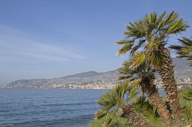 Palm ihtişamı sahillerinde